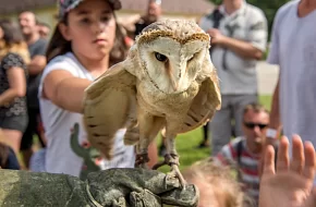 Sovinec Borová Lada
