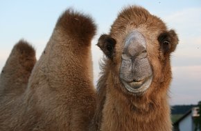 Velbloudí farma Záhostice