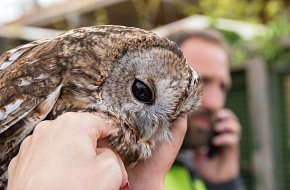 Největší soví voliéra v Česku