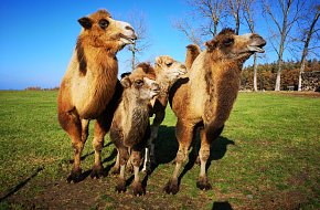 Zážitková jízda na velbloudovi