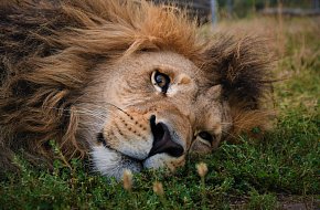 Zoologická zahrada Na Hrádečku