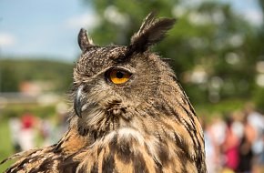 Návštěvnické centrum Soví voliéry