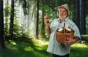 Houbaření na Šumavě