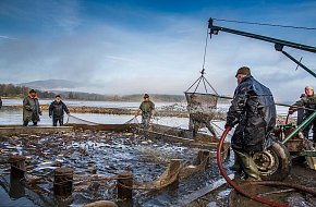 Výlov Dolanského rybníku u Boletic