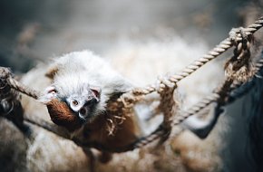 Permanentka do ZOO Hluboká