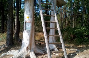 Cesta pohádkovým lesem