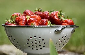 Nejjahodovější oblast v Česku