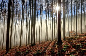 Blanský les: Krajina přírody a tajemství podhůří Šumavy
