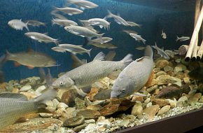 Akvárium Orlík