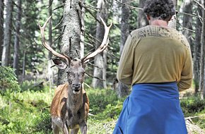 Výběh jelenů a rysa Kvilda