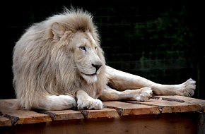 Dvorec Zoological Garden