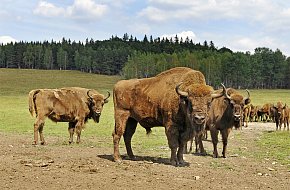 Výběh bizonů, zubrů a praturů