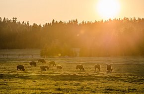 Stezka vyznání na Novobystřicku