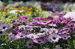 Květinové předplatné kytice ze Šumavy