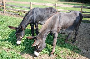 Domácí zoo Bejčkův mlýn Slavonice