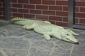 Největší expozice bílých krokodýlů na světě