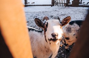 Hradní safari ve Strakonicích