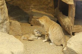 Den dětí v ZOO Hluboká