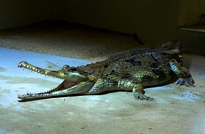 Za krokodýly do Protivína