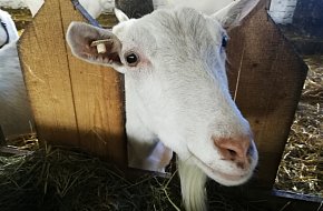 Kozí farma Peníkov