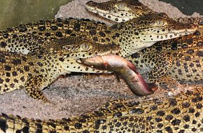 Krokodýlí ZOO Protivín