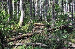 Boubínský prales a jezírko