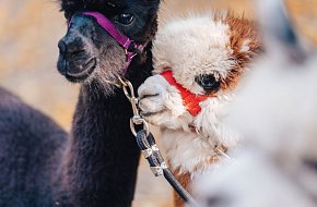 Procházka s Alpakou v zámeckém parku Blatná