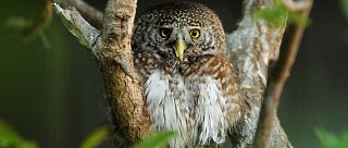 Den sov v ZOO Hluboká