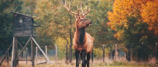 Lesní Království v Safari Resortu