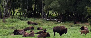 Ohrada bizonů Veclov