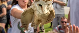 Sovinec Borová Lada