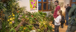 Výstava ORCHIDEJE, masožravé rostliny, bromélie a tilandsie