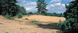 Písečný přesyp u Vlkova