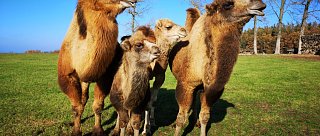 Zážitková jízda na velbloudovi