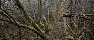 Václav Němec - Cyklus Forest