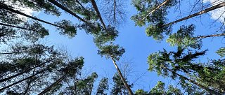 Nejstrašidelnější les v Česku