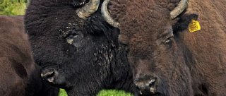 Výlet za zvířátky