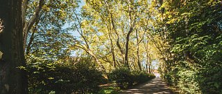 Platanová alej v Protivíně – paměť i inspirace pro pivo