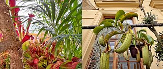 Masožravky na terase Jihočeského muzea