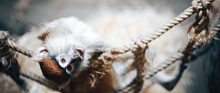 Permanentka do ZOO Hluboká