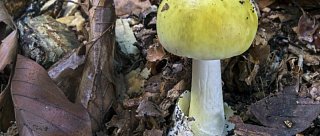 Výstava hub v Jihočeském muzeu