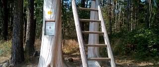 Cesta pohádkovým lesem