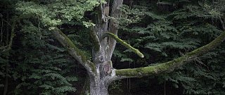 Skrytý příběh ČERNOSKLÁŘI v Terčině údolí