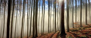 Blanský les: Krajina přírody a tajemství podhůří Šumavy