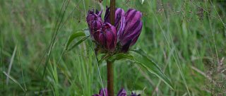 Naučná stezka Bezlesí