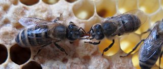 Blanokřídlí ve městě Muzeum Semenec