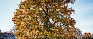 Objevte krumlovské zahrady a parky