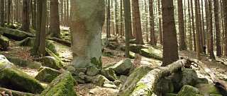 Menhirová stezka u Javorníku – cesta kamenů a tichých sil