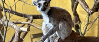 Den zvířat v ZOO Hluboká