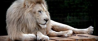 Ogród zoologiczny Dvorec